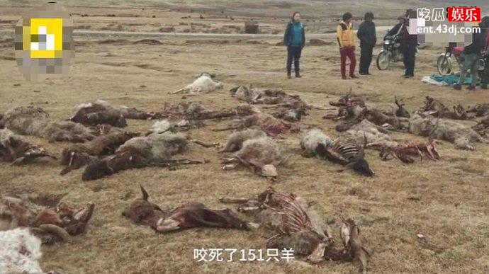 青海狼袭击后的狼群