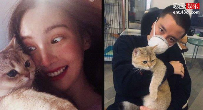 贾乃亮金晨同款猫咪