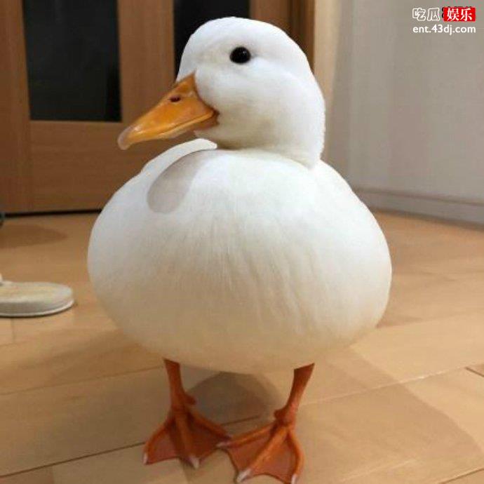 call duck