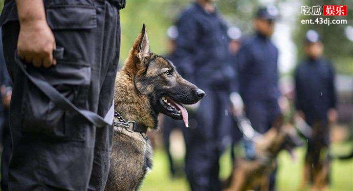 我国第一只克隆犬已经考上“公务员”了