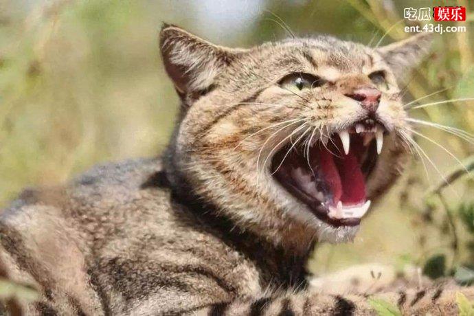澳大利亚野猫破坏生态