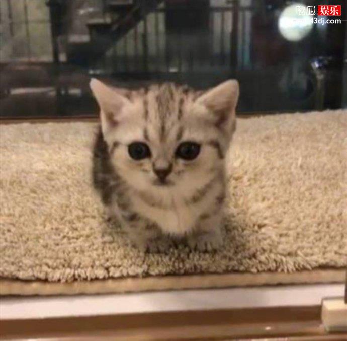 王思聪的猫