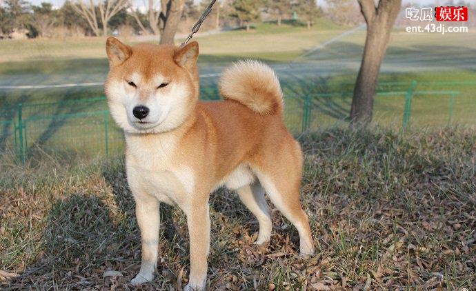 柴犬