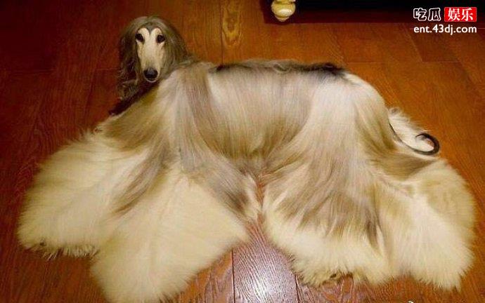 阿富汗猎犬