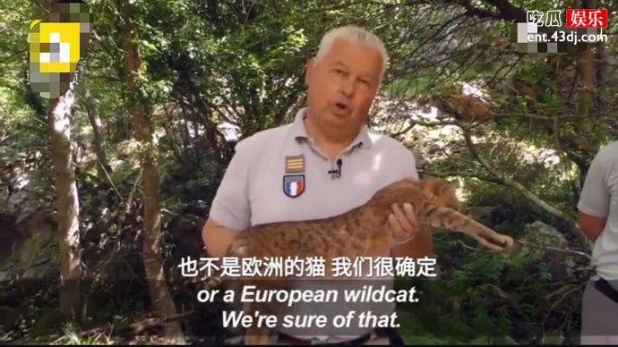 研究人员展示这种猫