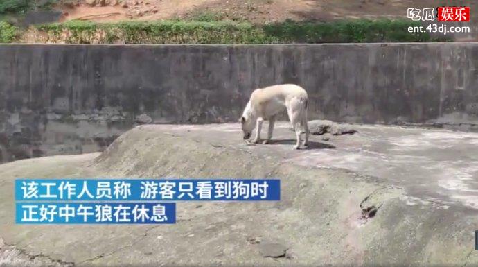 九峰山森林动物园否认以狗充狼