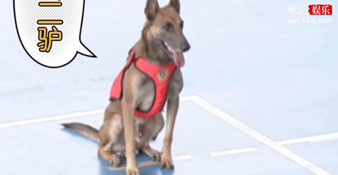 搜救犬二驴