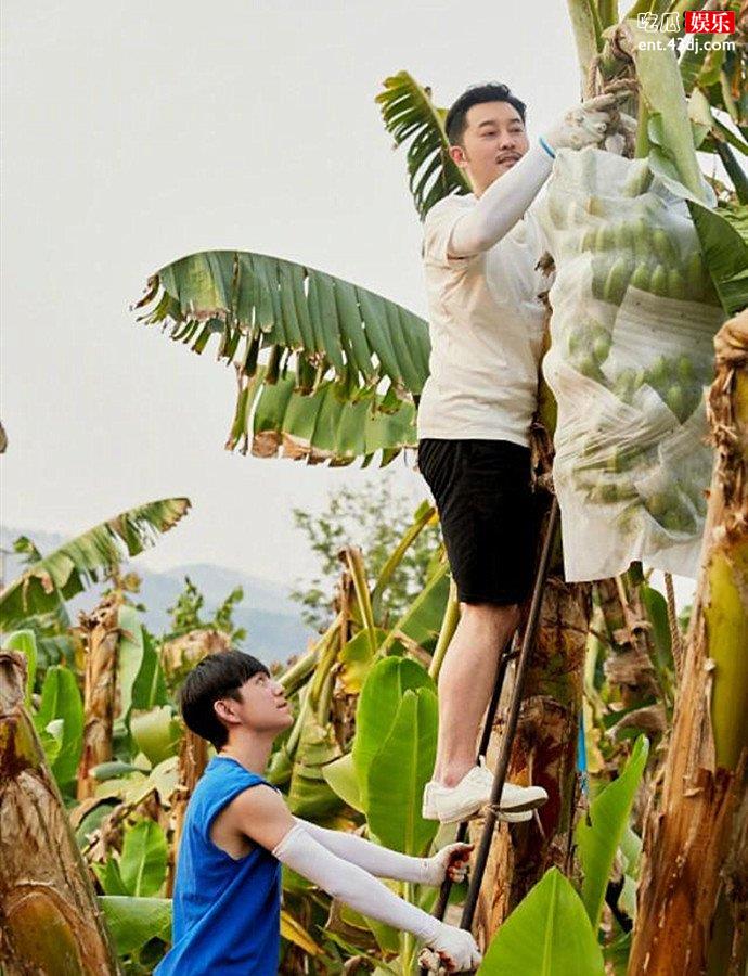 何炅沙溢摘香蕉