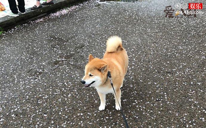 开心