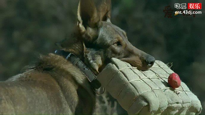 姚守岗军犬事件起底