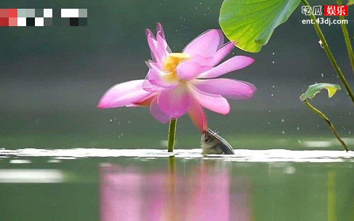 鱼为什么要吃莲花
