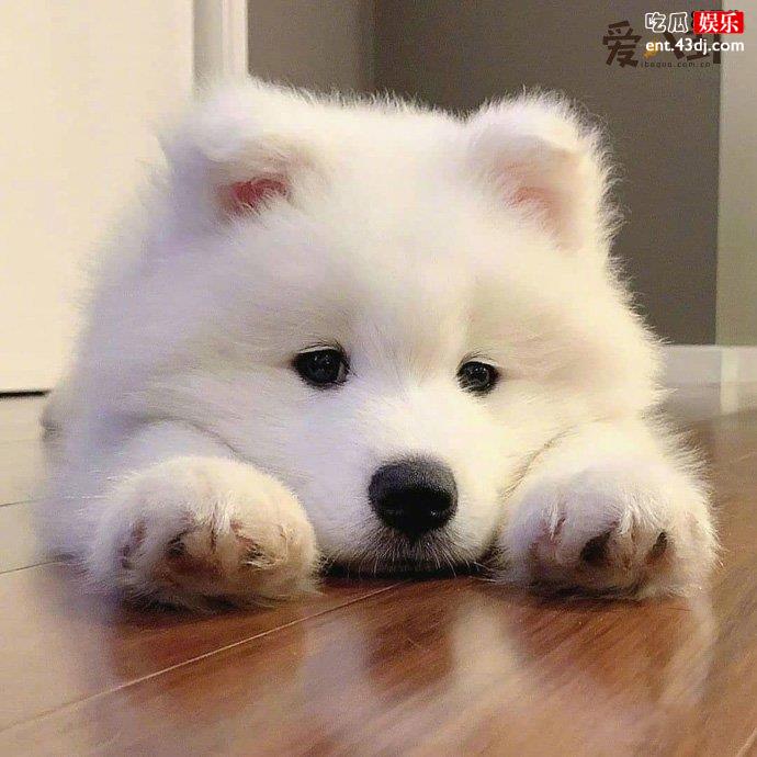 表杨
