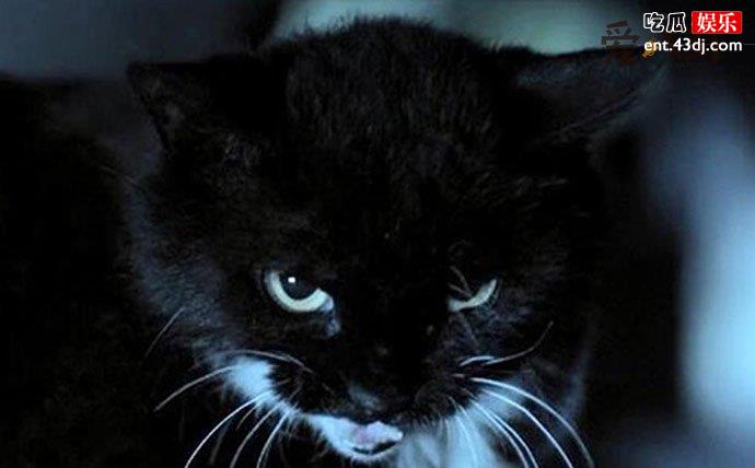 猫脸老太太事件