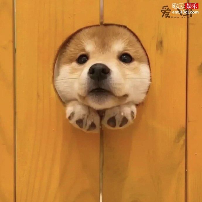 陪狗狗玩