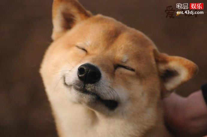 摸狗