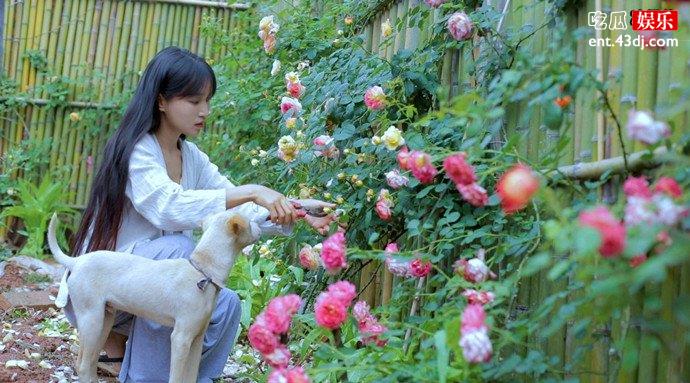 李子柒怎么盈利年收入是多少