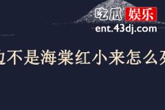 鬓边不是海棠红小来怎么死的